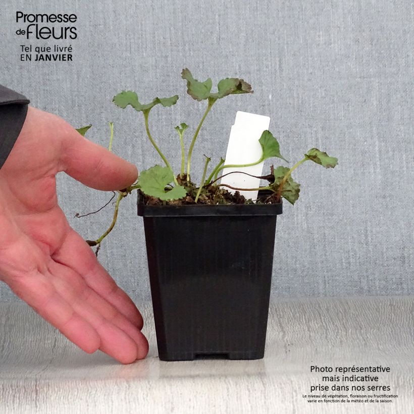 Spécimen de Gunnera magellanica Godet de 8/9 cm tel que livré en hiver