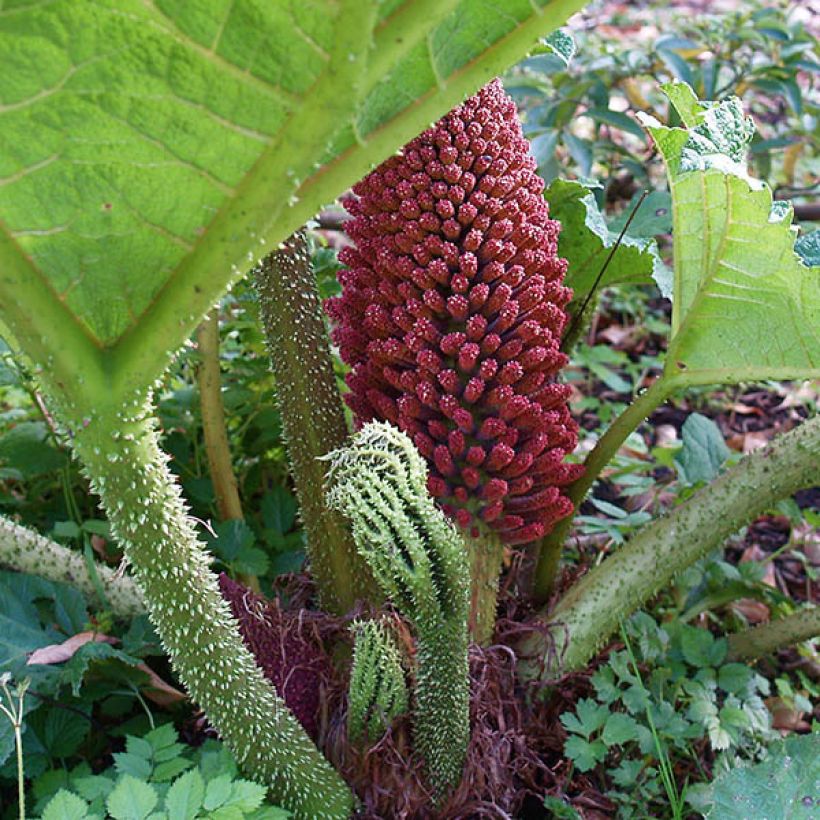 Gunnera tinctoria (Floração)