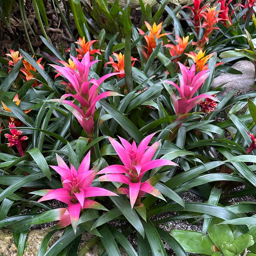 Guzmania Alerta (Port)