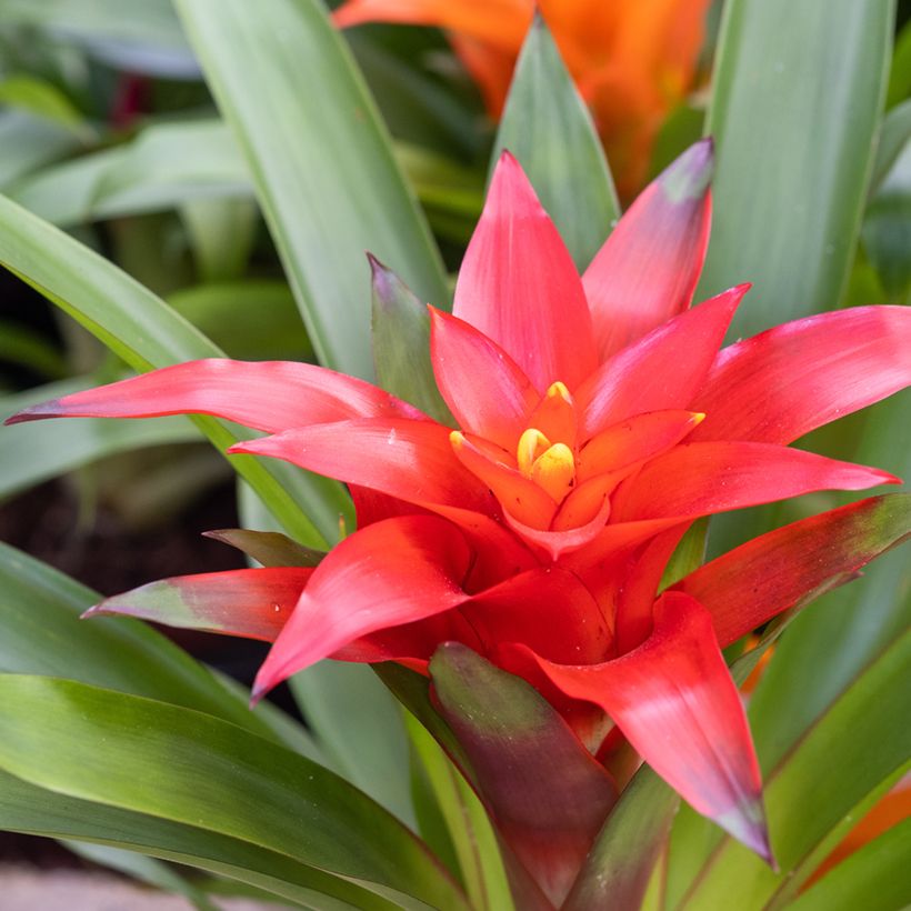 Guzmania Calypso (Floraison)