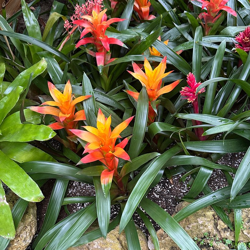 Guzmania Flava (Port)