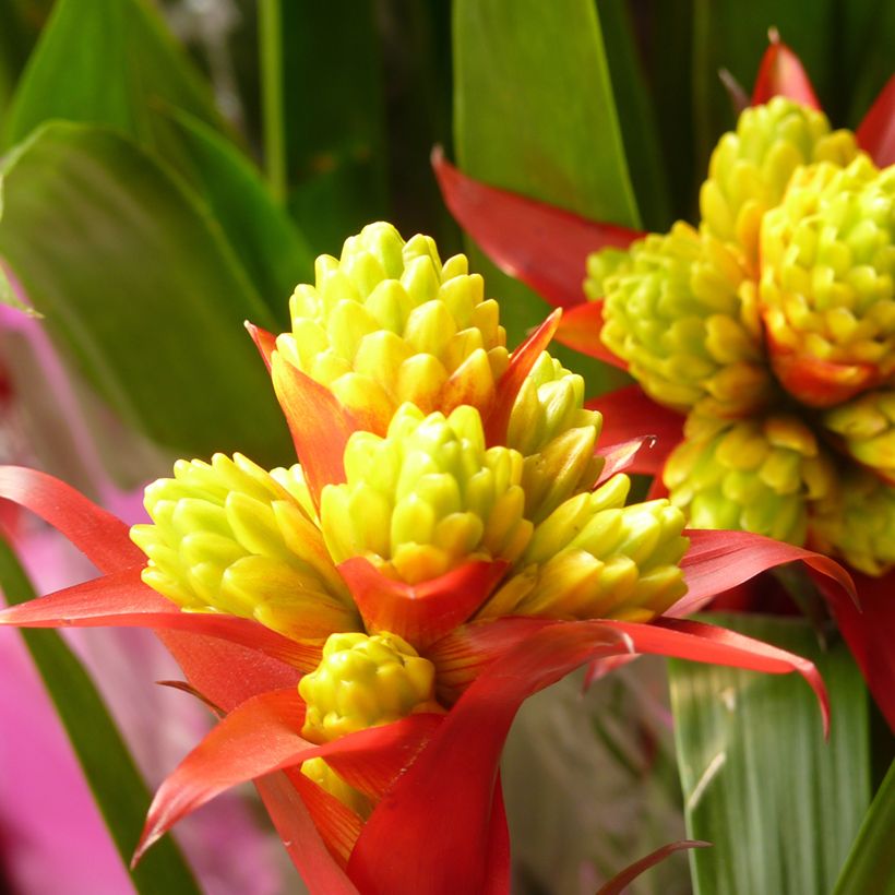 Guzmania Limones (Floraison)