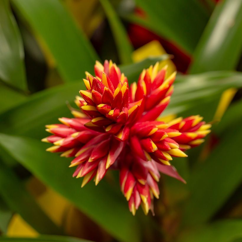 Guzmania Loja (Floraison)