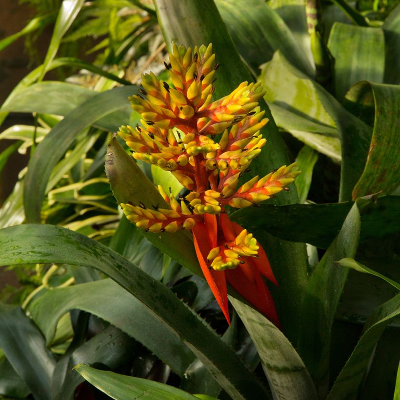 Guzmania Loja (Port)
