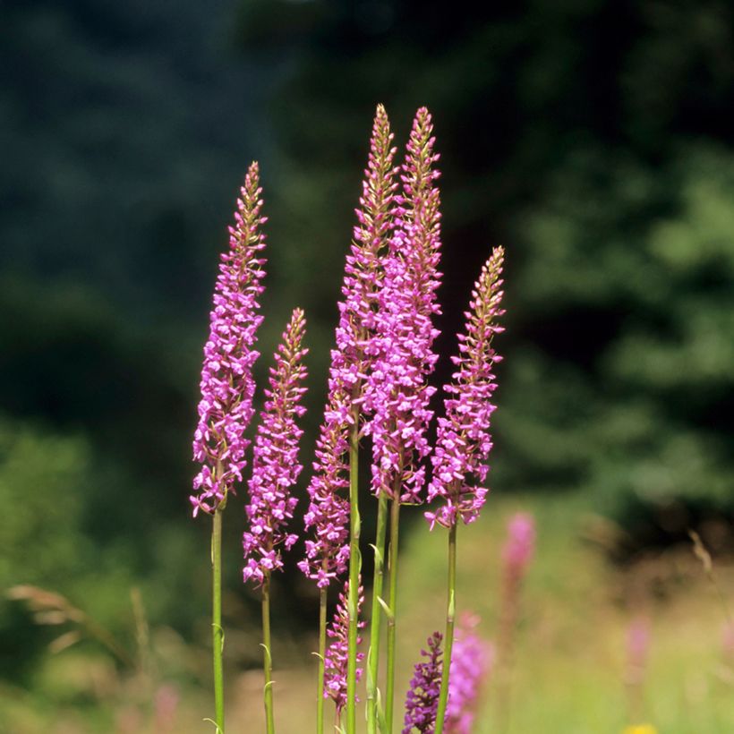 Gymnadenia conopsea - Orchis moucheron (Port)