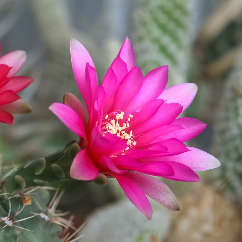 Cactus araignée - Gymnocalycium baldianum (Floraison)