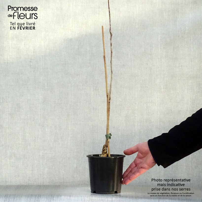 Spécimen de Gymnocladus dioica - Chicot du Canada Pot de 3L/4L tel que livré en hiver