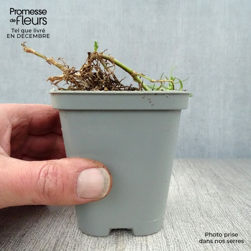 Spécimen de Gypsophila Rosenschleier - Gypsophile Rosy Veil Godet de 8/9 cm tel que livré en hiver