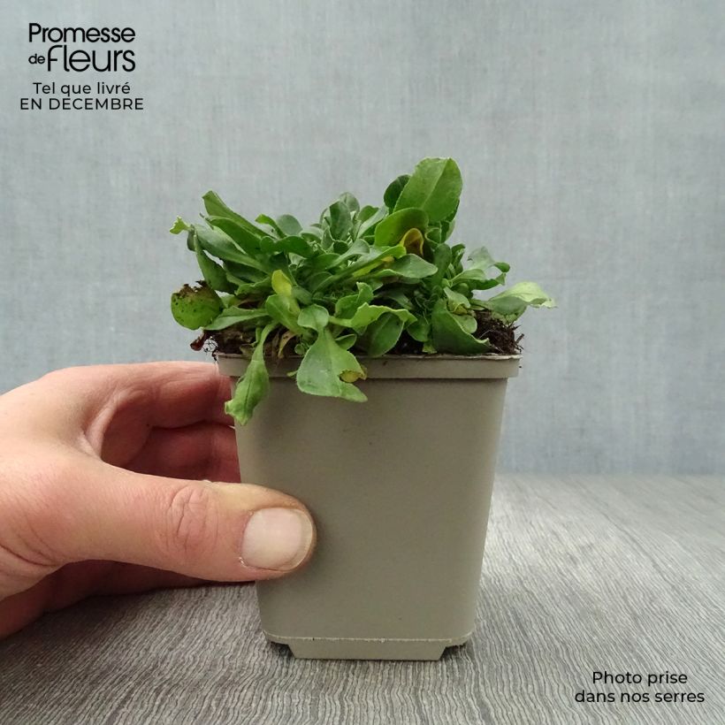 Spécimen de Gypsophile en coussin - Gypsophila cerastioides Godet de 8/9 cm tel que livré en hiver