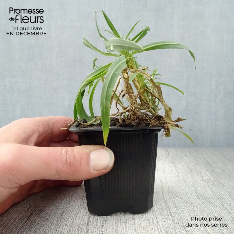 Spécimen de Gypsophila paniculata Bristol Fairy - Gypsophile paniculé Godet de 8/9 cm tel que livré en hiver