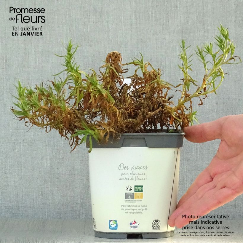 Spécimen de Gypsophila paniculata Bristol Fairy - Gypsophile paniculé Pot de 2L/3L tel que livré en hiver