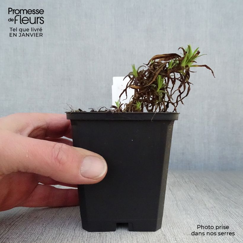 Spécimen de Gypsophila paniculata flamingo Godet de 8/9 cm tel que livré en hiver