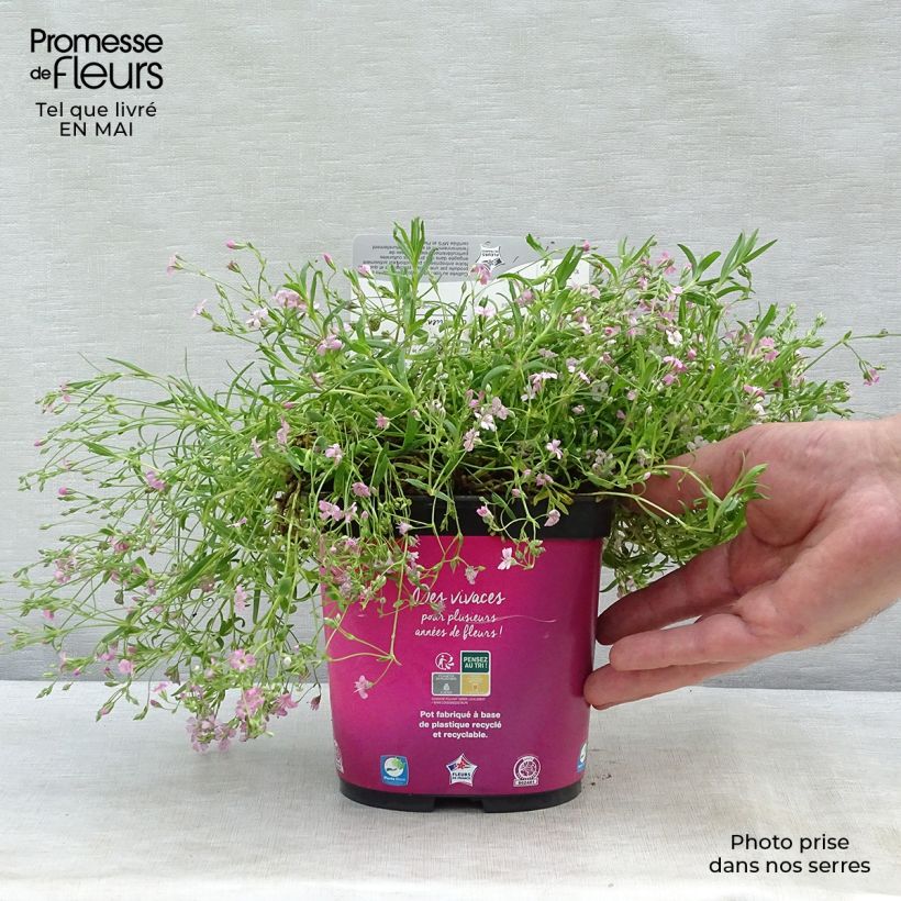 Spécimen de Gypsophila repens Rosa Schönheit - Gypsophile rampant Godet de 8/9 cm tel que livré au printemps