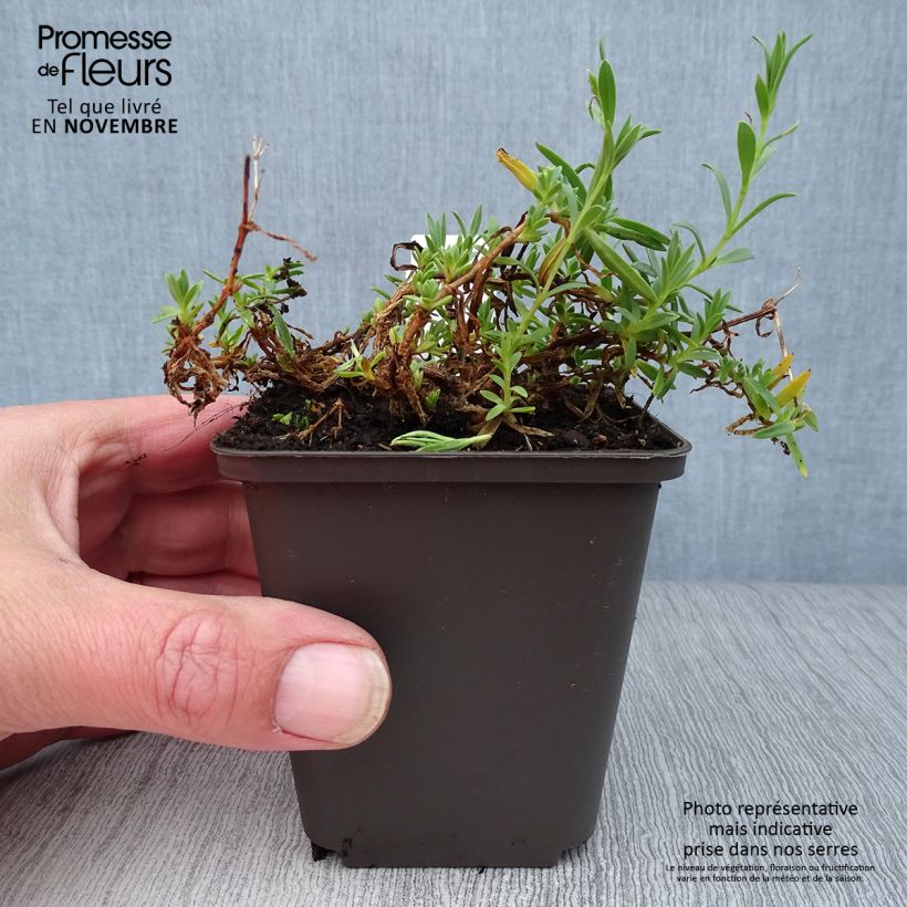 Spécimen de Gypsophila repens Rosa Schönheit - Gypsophile rampant Godet de 8/9 cm tel que livré en automne