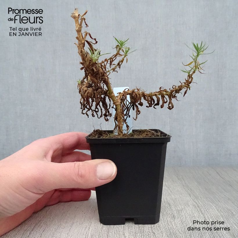 Spécimen de Gypsophile hybride White Festival Godet de 8/9 cm tel que livré en hiver