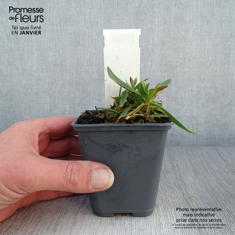 Spécimen de Gypsophile pacifica Godet de 8/9 cm tel que livré en hiver