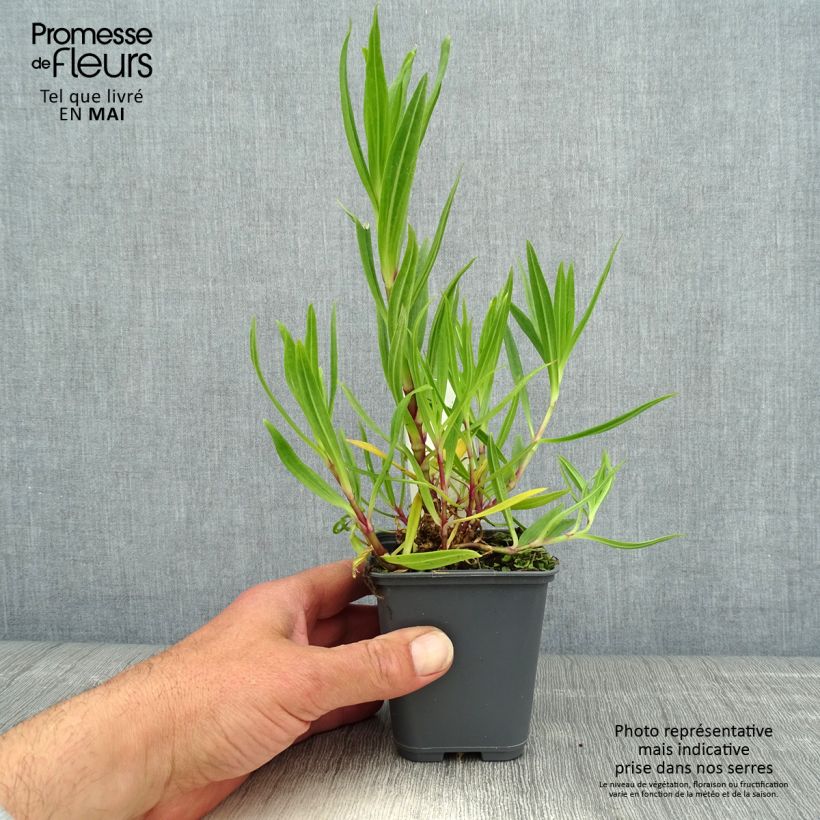 Spécimen de Gypsophile pacifica Godet de 8/9 cm tel que livré au printemps