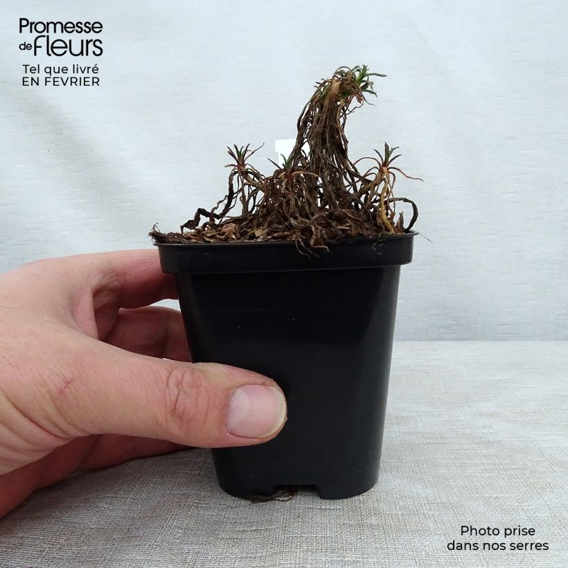 Spécimen de Gypsophile paniculata Godet de 8/9 cm tel que livré en hiver