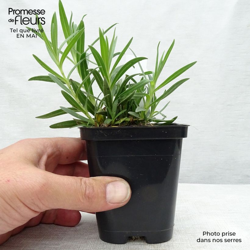 Spécimen de Gypsophile paniculata Godet de 8/9 cm tel que livré au printemps