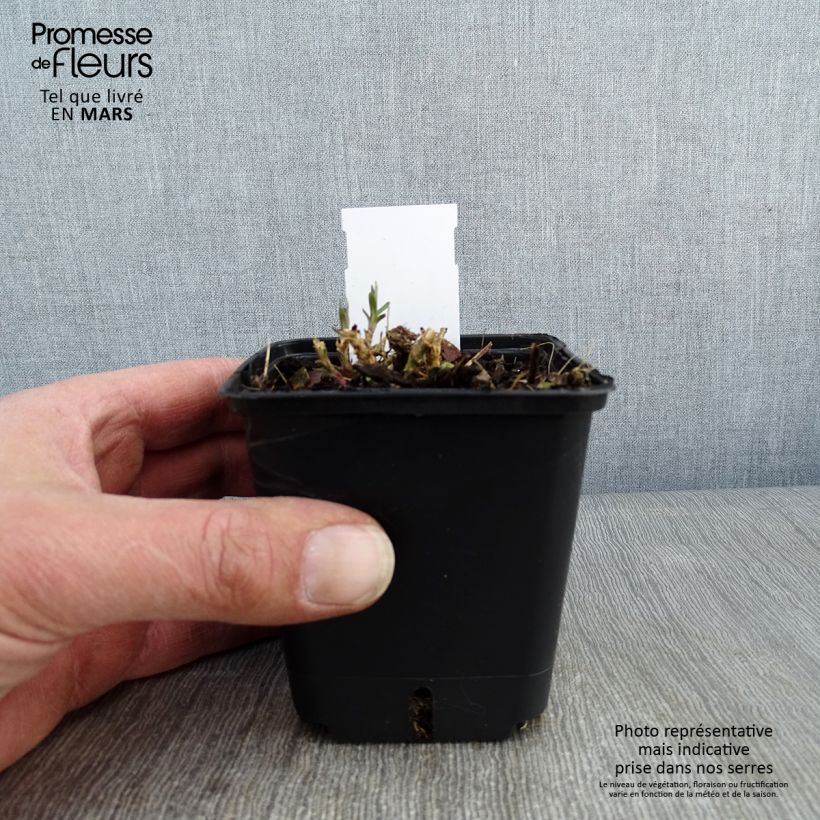 Spécimen de Gypsophile paniculé Snow Flake - Gypsophila paniculata Godet de 8/9 cm tel que livré en hiver
