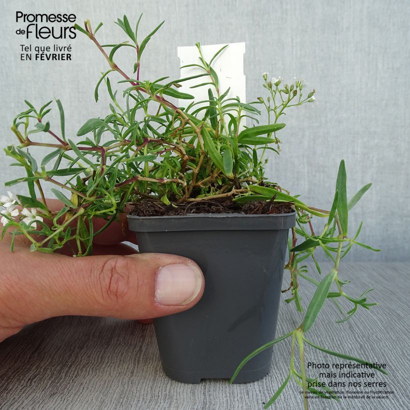 Spécimen de Gypsophile rampant - Gypsophila repens White Angel Godet de 8/9 cm tel que livré en automne