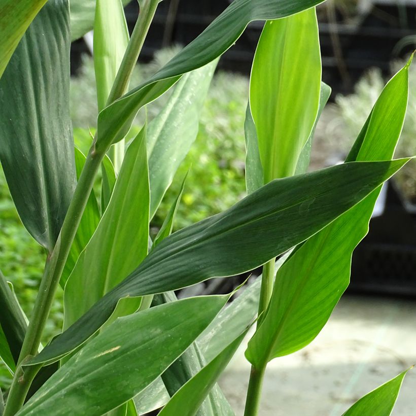 Hedychium coccineum Tara - Longose rouge (Feuillage)