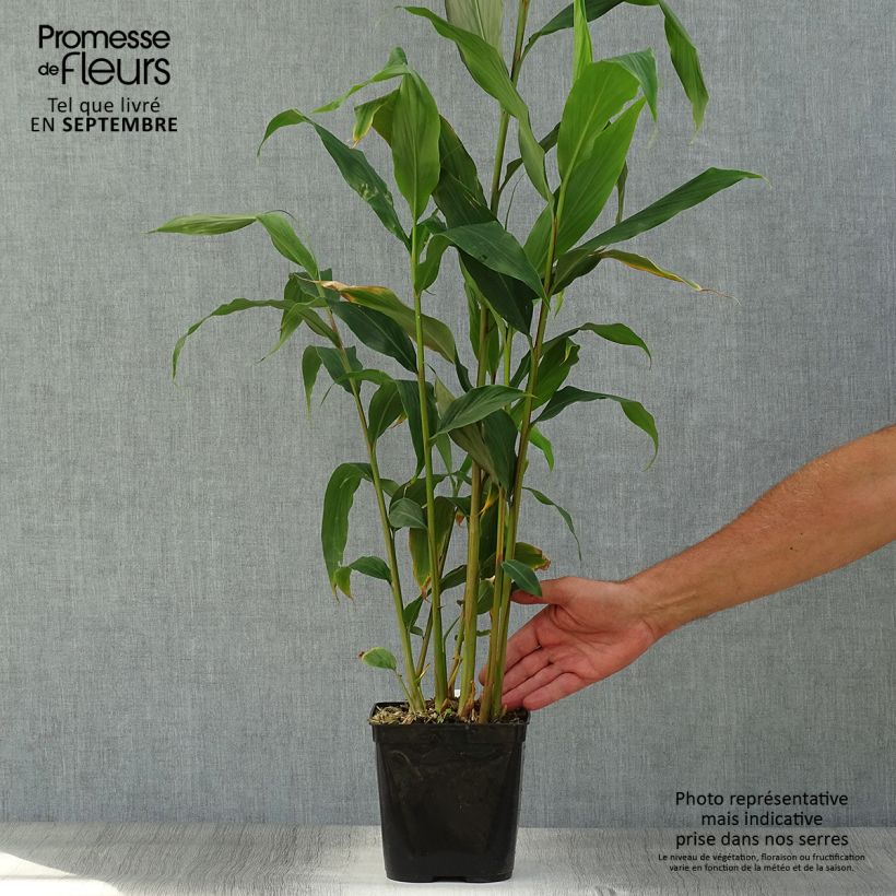 Spécimen de Hedychium densiflorum Assam Orange - Gingembre d'ornement   Pot de 3L/4L tel que livré en automne