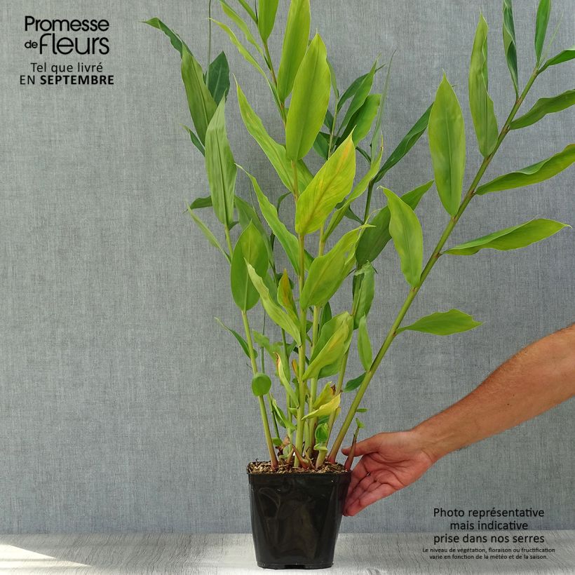 Spécimen de Hedychium Dixter (Tresco) - Longose - Gingembre d'ornement  Pot de 3L/4L tel que livré en automne