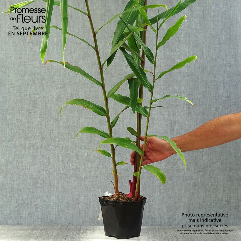 Spécimen de Hedychium Elizabeth - Gingembre d'ornement Pot de 3L/4L tel que livré en automne