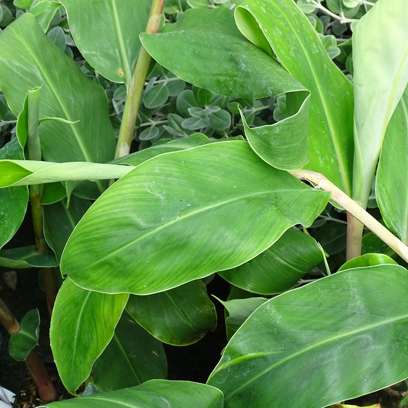 Hedychium gardnerianum - Longose en pot  (Feuillage)