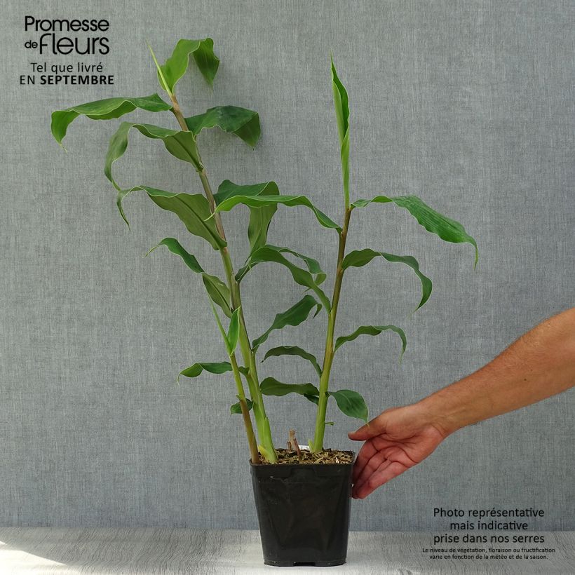 Spécimen de Hedychium gardnerianum - Longose en pot  Pot de 2L/3L tel que livré en automne
