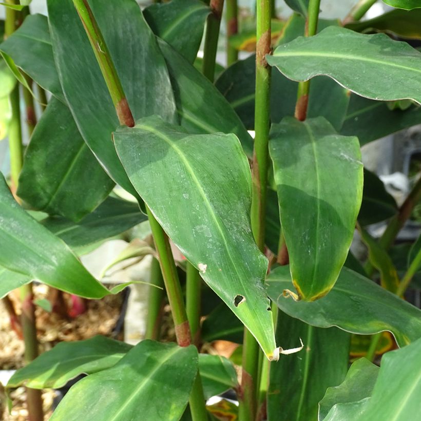 Hedychium rubrum (deceptum) - Gingembre d'ornement (Feuillage)
