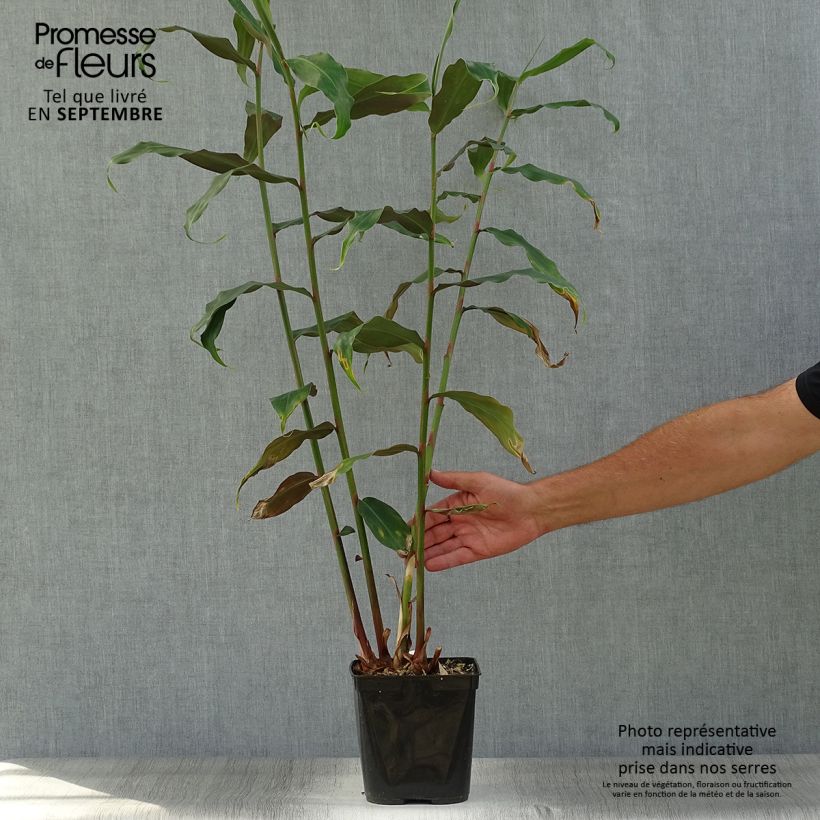 Spécimen de Hedychium rubrum (deceptum) - Gingembre d'ornement Pot de 3L/4L tel que livré en automne