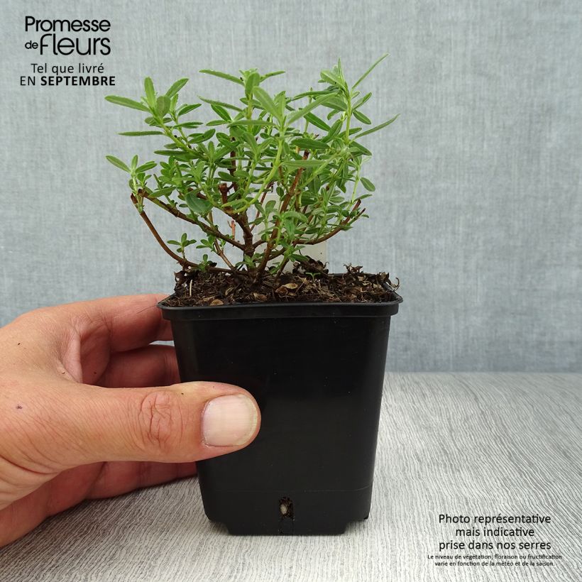 Spécimen de Helianthemum Golden Queen - Hélianthème Godet de 8/9 cm tel que livré en automne