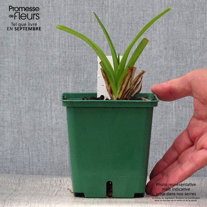 Spécimen de Hémérocalle Pandora s Box Pot de 1L/1,5L tel que livré en automne