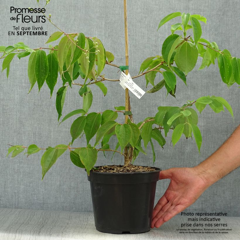 Spécimen de Heptacodium miconioides Temple of Bloom - Arbre aux sept fleurs Pot de 4L/5L tel que livré en automne