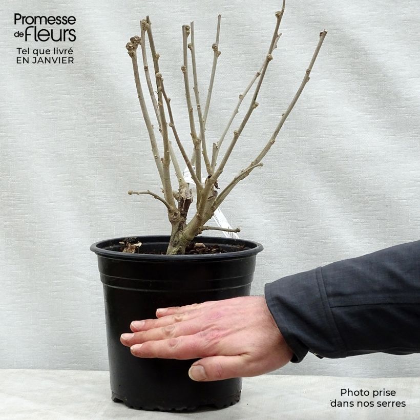 Spécimen de HIbiscus Russian Violet (II) - Althea rose violacé Pot de 3L/4L tel que livré en hiver