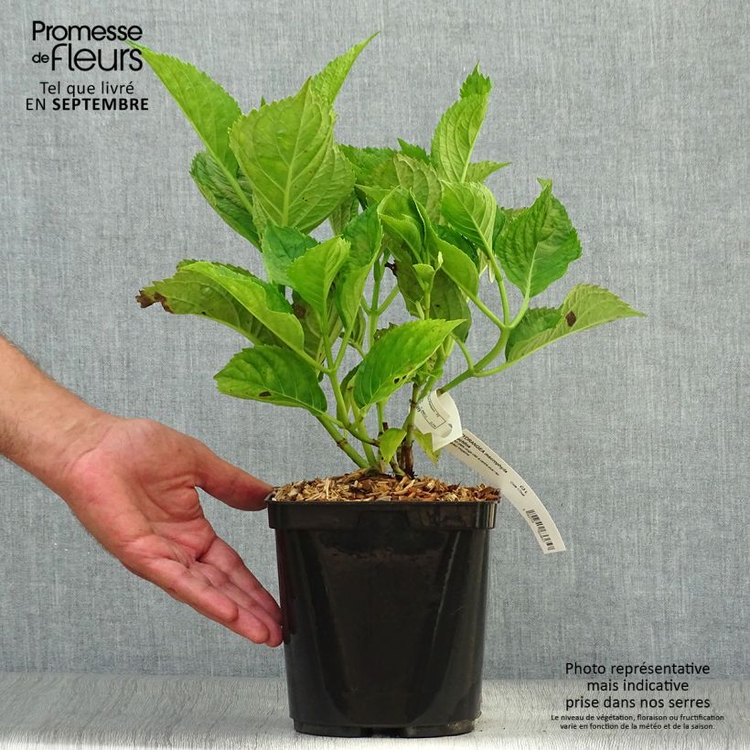 Spécimen de Hortensia - Hydrangea macrophylla Buchfink Pot de 2L/3L tel que livré en automne