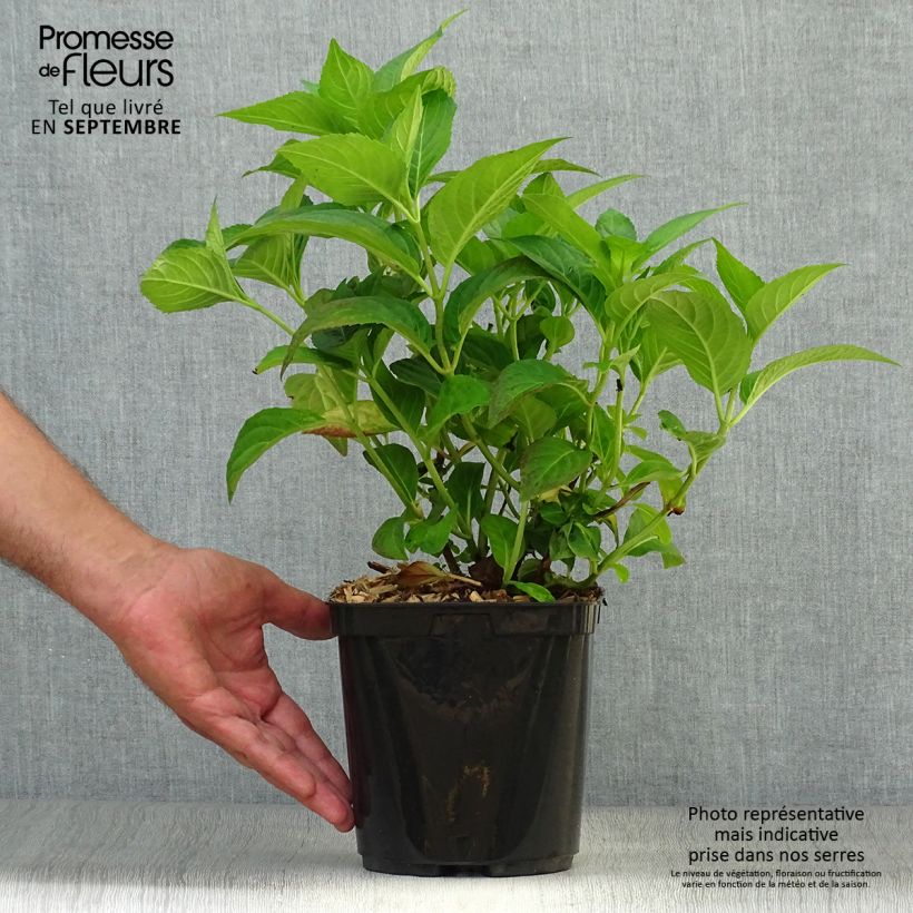 Spécimen de Hortensia - Hydrangea serrata Impératrice Eugénie (Collection 1900) Pot de 2L/3L tel que livré en automne