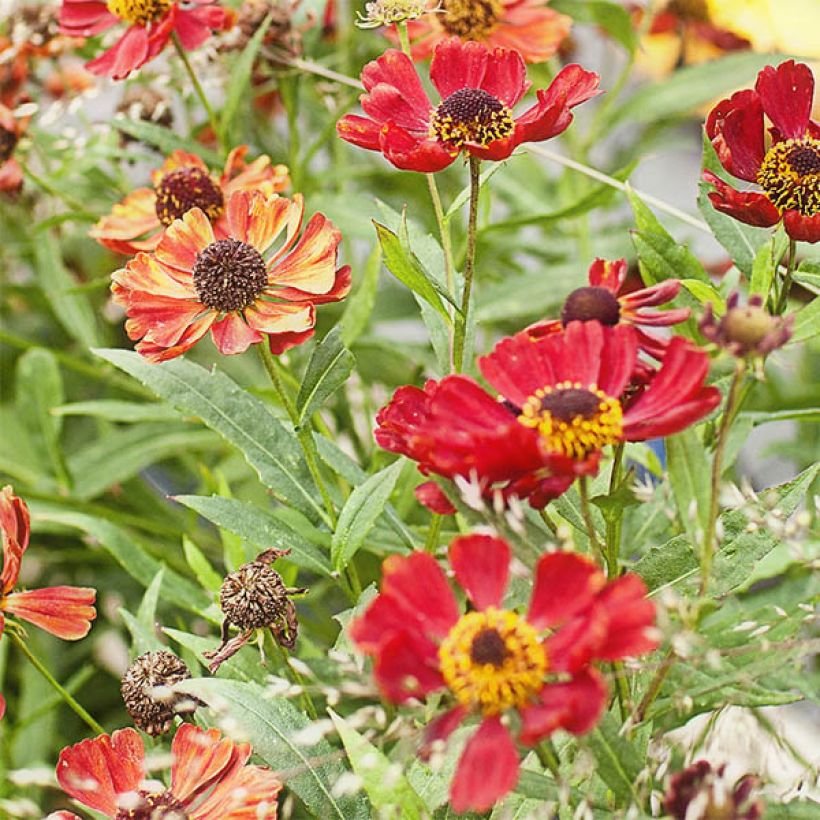 Hélénium Rubinzwerg - Hélénie rouge acajou  (Floraison)