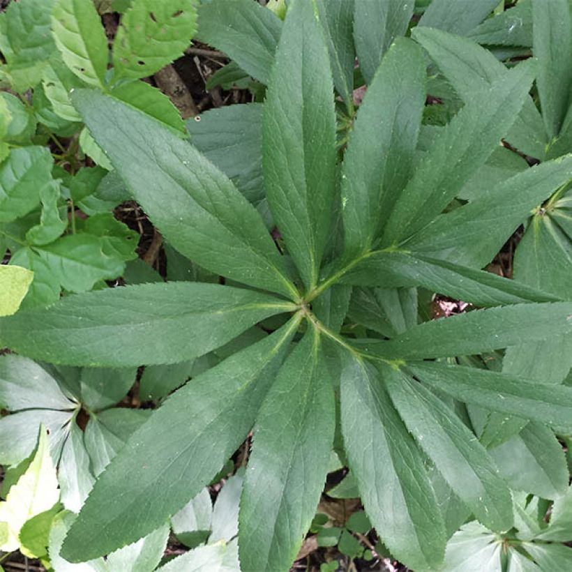 Hellébore dumetorum (Feuillage)