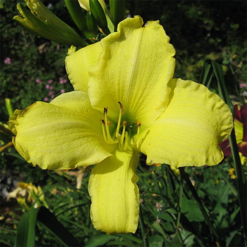 Hémérocalle Alice in Wonderland - Lis d'un Jour jaune citron, coeur vert. (Floraison)