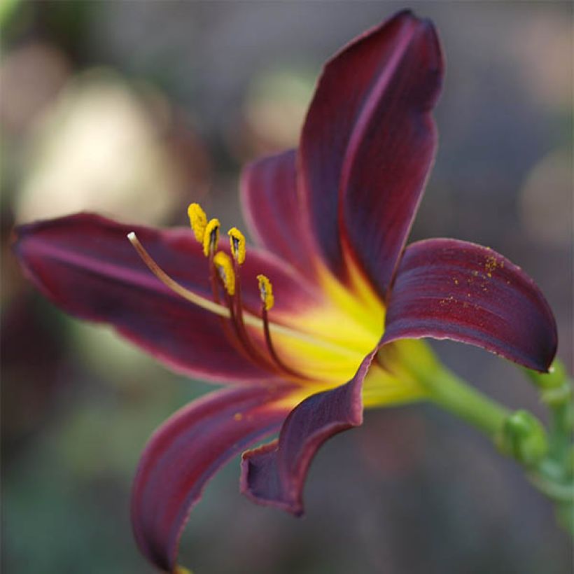 Hémérocalle American Revolution - Lis d'un Jour (Floraison)