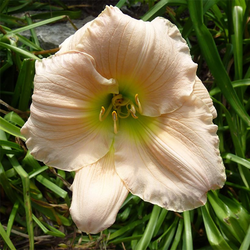 Hemerocallis Barbara Mitchell (Floração)
