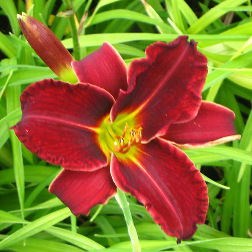 Hémérocalle Gipsy Turtle - Lis d'un jour rouge foncé (Floraison)