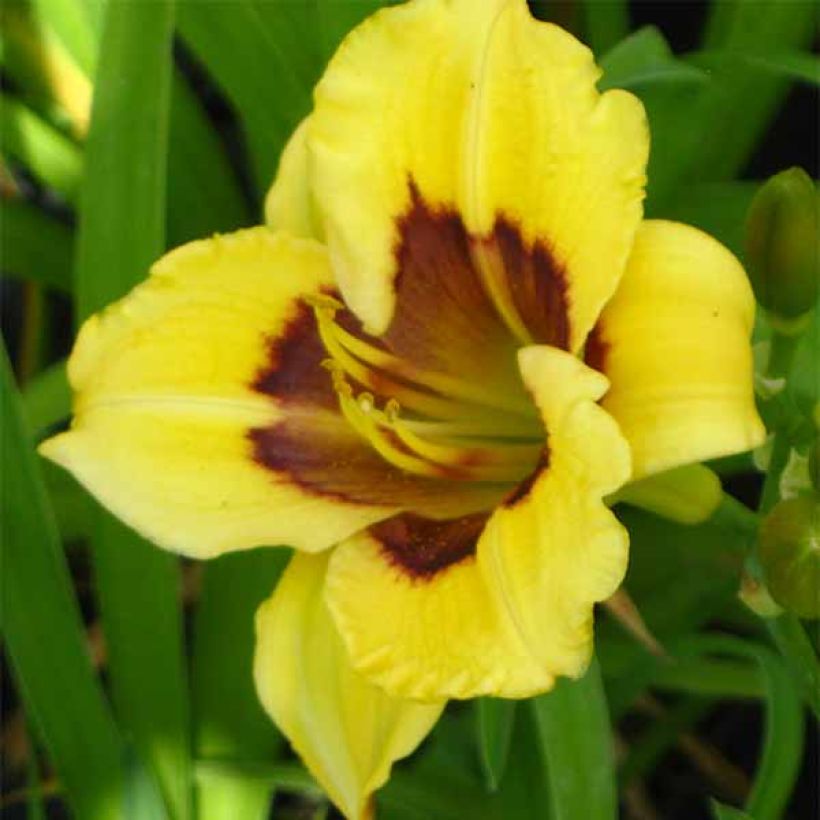 Hémérocalle Jason Salter - Lis d'un jour jaune à oeil brun. (Floraison)