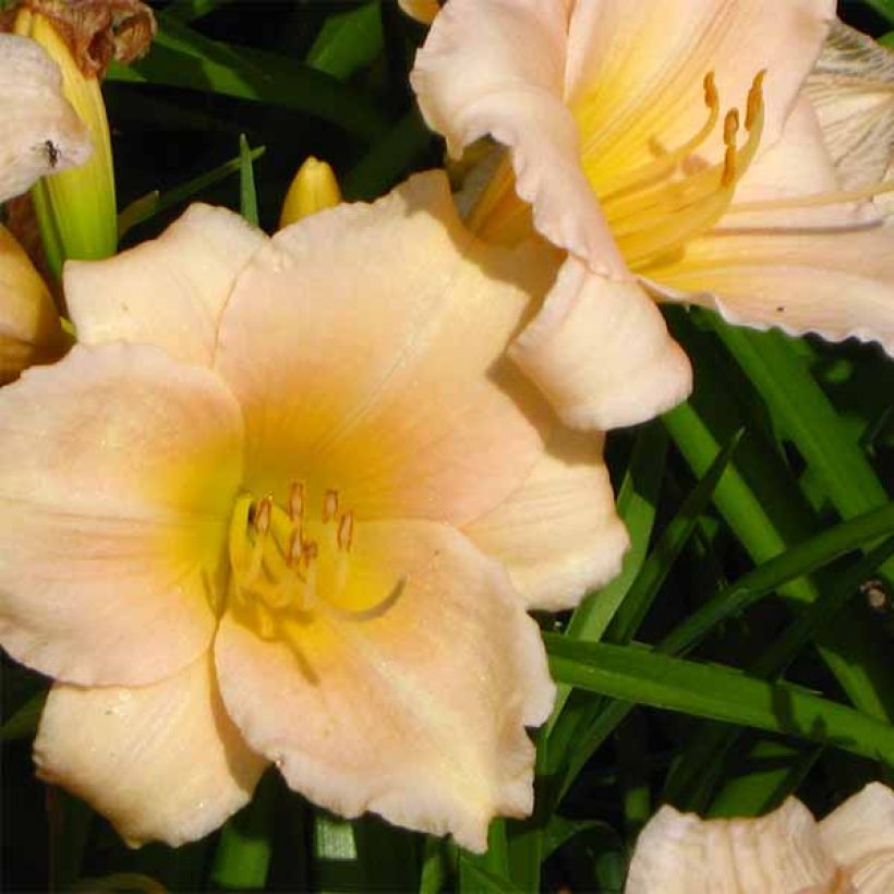 Hémérocalle Mini Pearl - Lis d'un jour abricot rosé (Floraison)