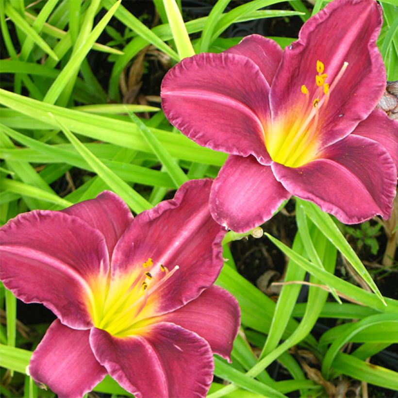 Hémérocalle Olive Bailey Langdon - Lis d'un jour pourpre fuchsia (Floraison)