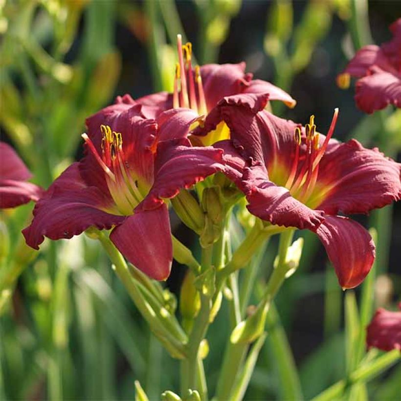 Hémérocalle Pardon Me - Lis d'un jour rouge sombre. (Floraison)