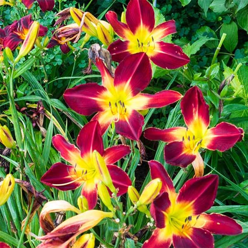 Hémérocalle Ruby Spider - Lis d'un jour rouge rubis et jaune. (Floraison)